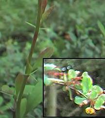 Barberry