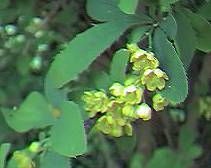 Barberry detail