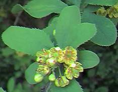 Barberry detail