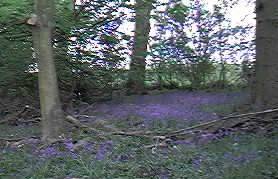 Bluebell wood