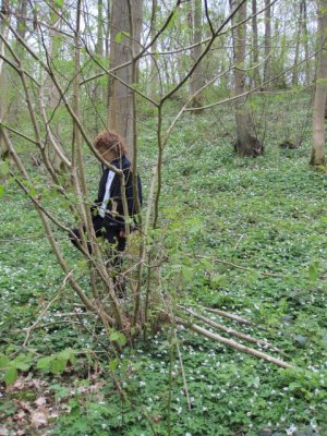 regenerating hazel