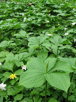 Herb Paris Paris quadrifolia