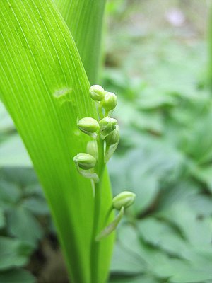 Lily of the valley Convallaria majalis