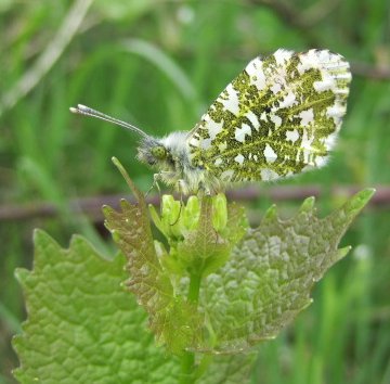 Orange-tip Anthocharis cardamines