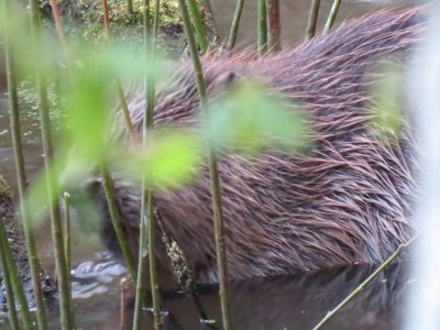 Beaver