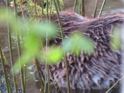 Beaver