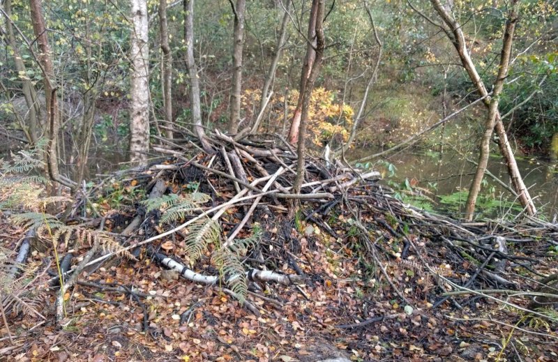 Beaver lodge