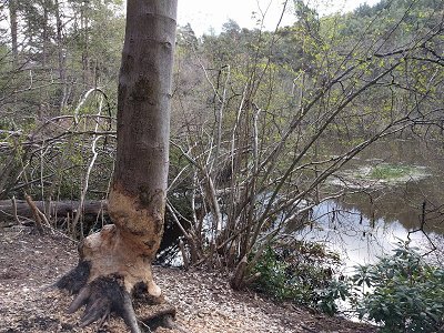 Beaver lake