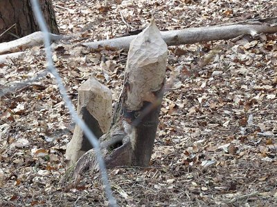 Tree felled by beavers