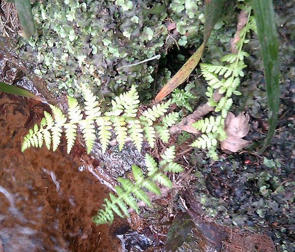 beech fern Phegopteris connectilis