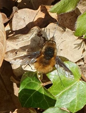 Beefly