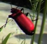 cardinal beetle