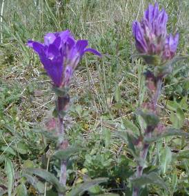 clustered bellflower, Campanula glomerata