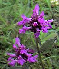 Bell heather, Erica cinerea and Ling, Calluna vulgaris at Devil's