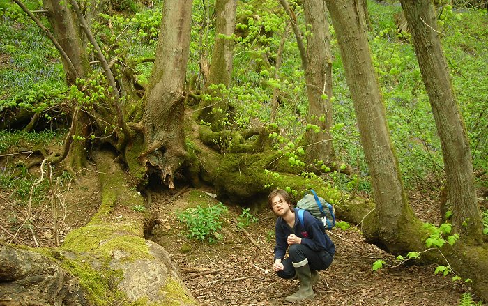 huge lime coppice