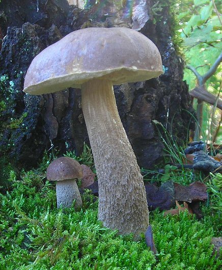 Birch bolete Leccinum scaber