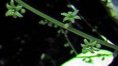 Black Bryony