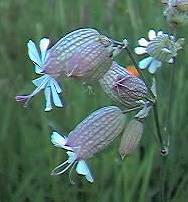 Bladder Campion
