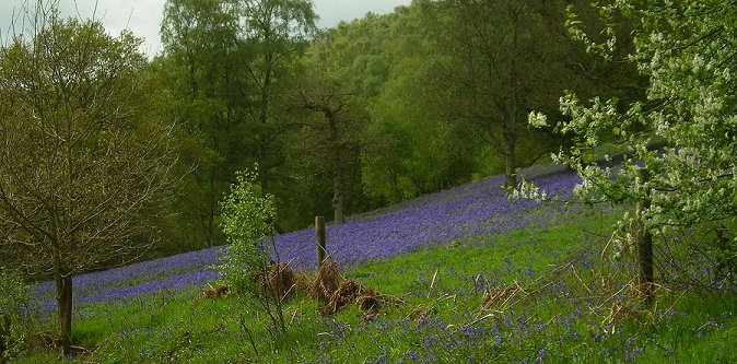 blubell wood