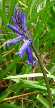 blubell detail