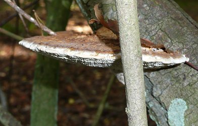 Blushing bracket Daedaleopsis conflagrosa