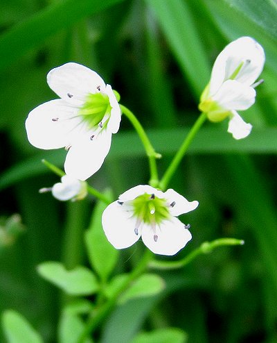 Large Bittercress Cardamine amara