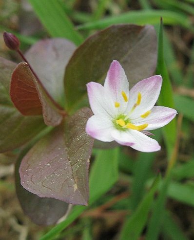 Chickweed wintergreen Trientalis europaea