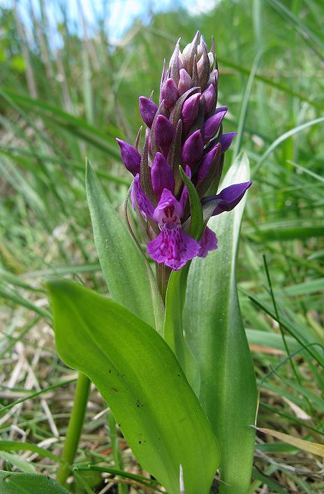 Marsh orchid, probably Dactylorhhiza praetermissa