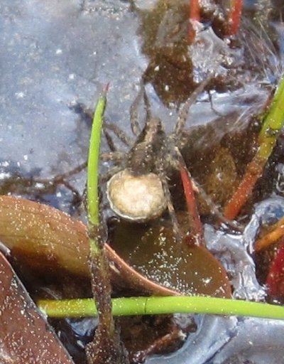 Wolf spider on pondweed