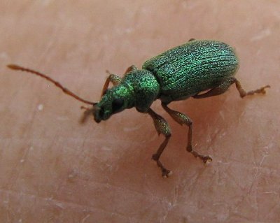 Green Phyllobius weevil