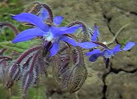 borage (detail)