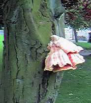 Bracket fungus