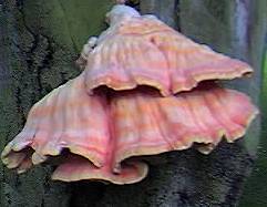 Bracket fungus