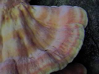 Bracket fungus (detail)