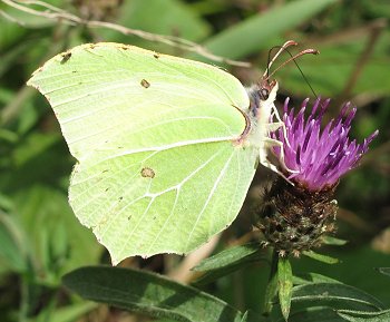 Brimstone butterfly