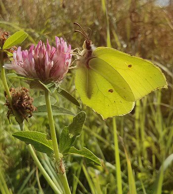 Brimstone butterfly