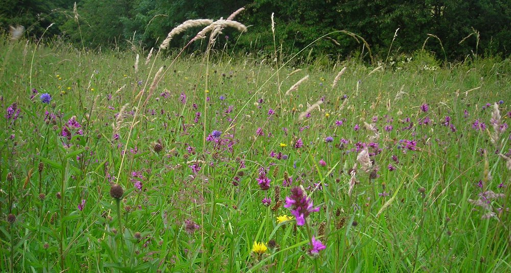 View of meadow