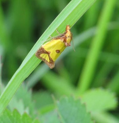 Agapeta zoegana moth