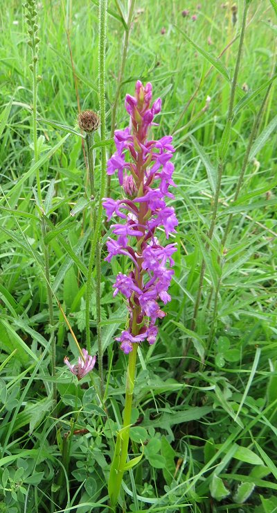 Fragrant orchid Gymnadenia densiflora