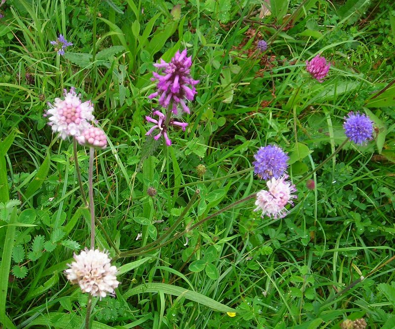 Betony and devilsbit scabious