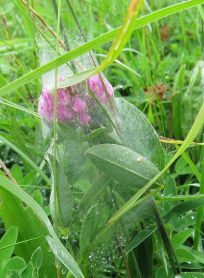 web of nursery web spider