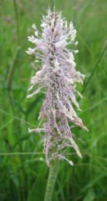 hoary plantain Plantago media