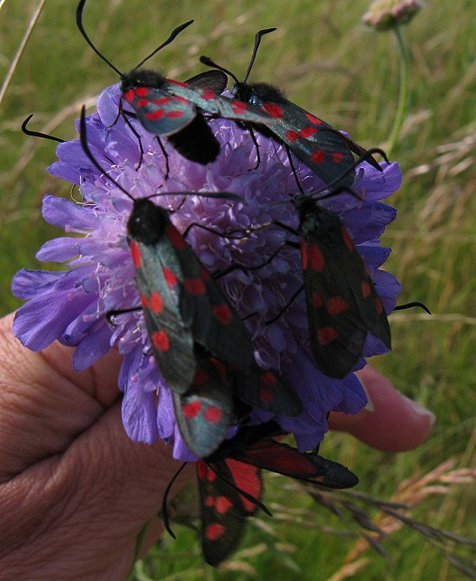 Burnet moths on scabious