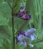 Bush Vetch