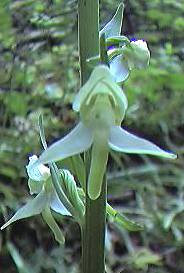 Greater Butterfly Orchid