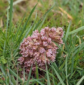 Butterbur Petasites hybridus