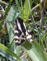 wood tiger moth