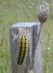 burnet moth caterpillar