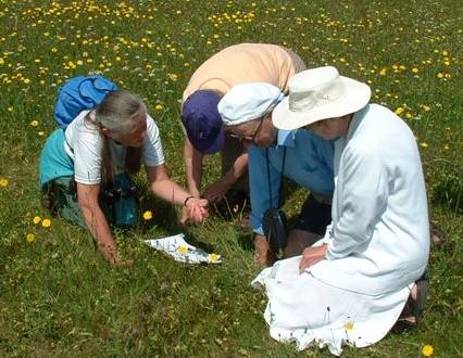 group in meadow