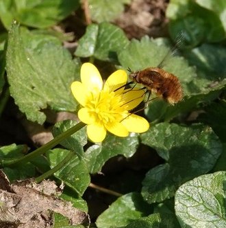 Bee-fly Bombylius major